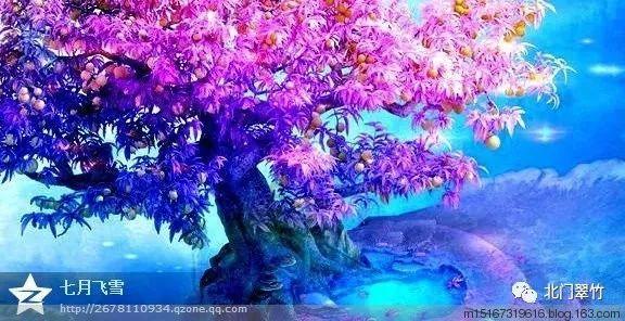 雨后盛放